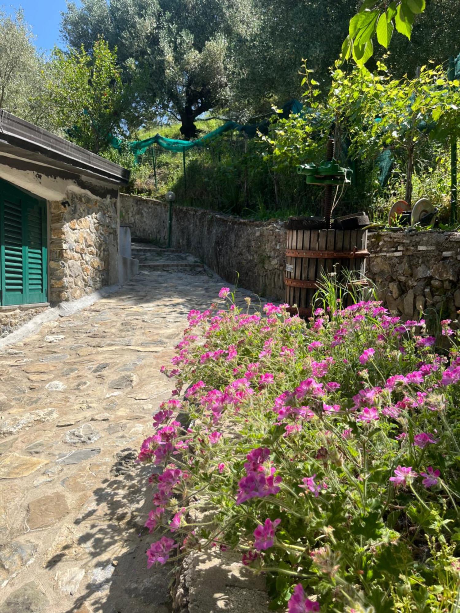 Casa Vacanze Alfano 阿谢亚 外观 照片